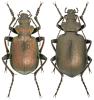 Calosoma inquisitor