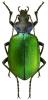 Calosoma sycophanta