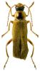 Cantharis decipiens