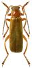 Cantharis figurata