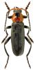 Cantharis fusca