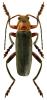 Cantharis livida