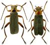 Cantharis nigricans