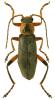 Cantharis nigricans