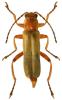 Cantharis pallida