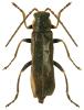 Cantharis paludosa