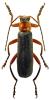 Cantharis pellucida