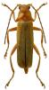 Cantharis rufa