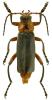 Cantharis rustica