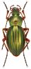 Carabus auratus