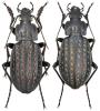 Carabus clatratus