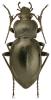 Carabus glabratus