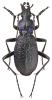 Carabus intricatus