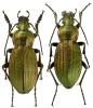 Carabus monilis