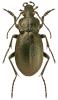 Carabus nemoralis