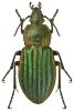 Carabus nitens