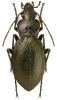 Carabus problematicus