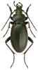 Carabus violaceus