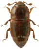 Carpophilus marginellus