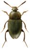 Catops coracinus