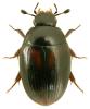 Cercyon haemorrhoidalis