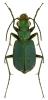 Cicindela campestris