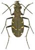 Cicindela sylvatica