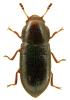 Orthocis alni