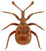 Claviger longicornis
