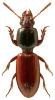 Clivina collaris