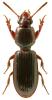 Clivina fossor