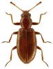 Corticaria longicornis