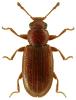 Corticaria polypori