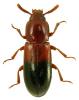 Corticeus bicolor