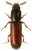 Corticeus linearis