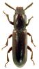 Corticeus unicolor