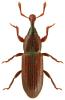 Cossonus linearis