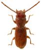 Cryptolestes ferrugineus