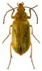 Cteniopus sulphureus