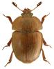 Cychramus luteus