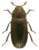 Dermestes haemorrhoidalis