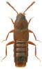 Dexiogyia corticina