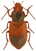 Diachromus germanus