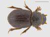 Diastictus vulneratus