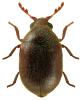 Dorcatoma flavicornis