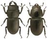 Dorcus parallelipipedus