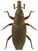 Dryophthorus corticalis