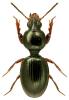 Dyschirius globosus