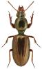 Dyschirius impunctipennis