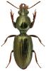 Dyschirius nitidus